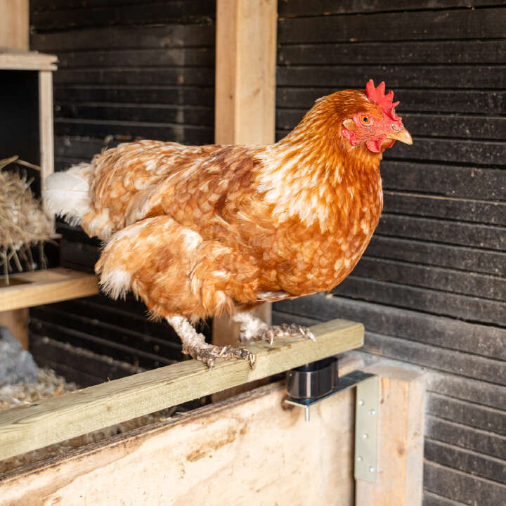 OLBA Anti-Blutmilben-Set für Hühner